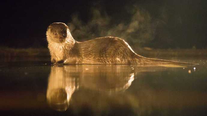 marterstichting otter 1 van 1